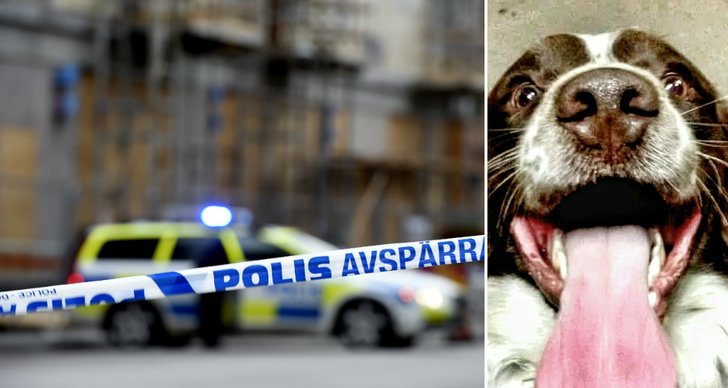 Stockholm, Hund, Polisen, Beslag, Narkotika